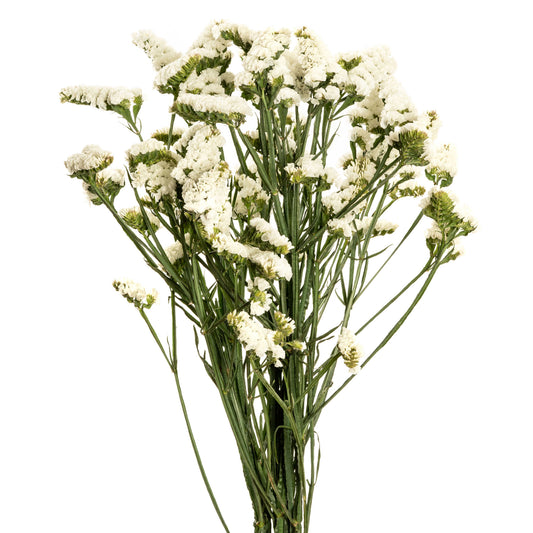 STATICE ARA WHITE SPX 20 B/H