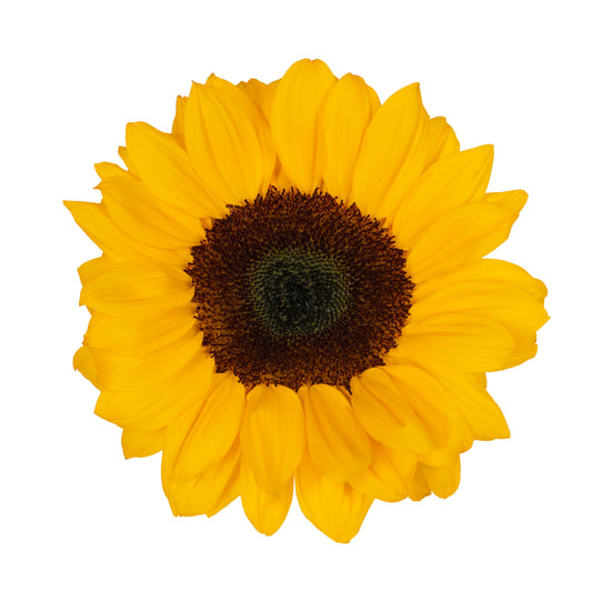 SUNFLOWER VINCENTS CHOICE XTR 60 S/