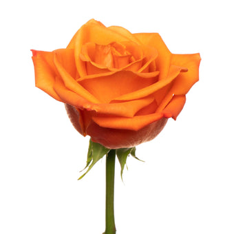 compare product Rs Orange Crush 50-55Cm 200 S/H