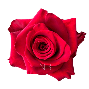 compare product EXPLORER RED ROSE 70 CM