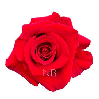 compare product FREEDOM RED ROSE 50 CM