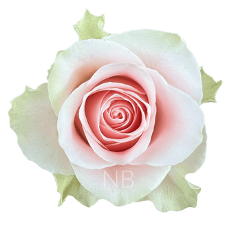 compare product FRUTTETO BICOLOR PINK ROSE 40 CM