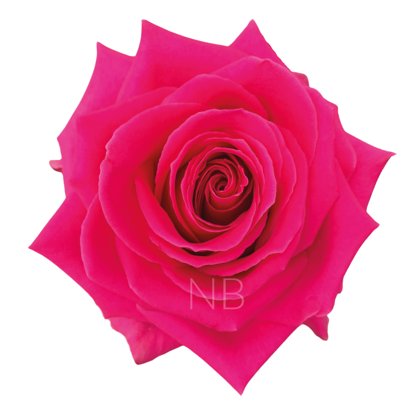 FULL MONTY HOT PINK ROSE 40 CM