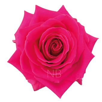compare product FULL MONTY HOT PINK ROSE 40 CM