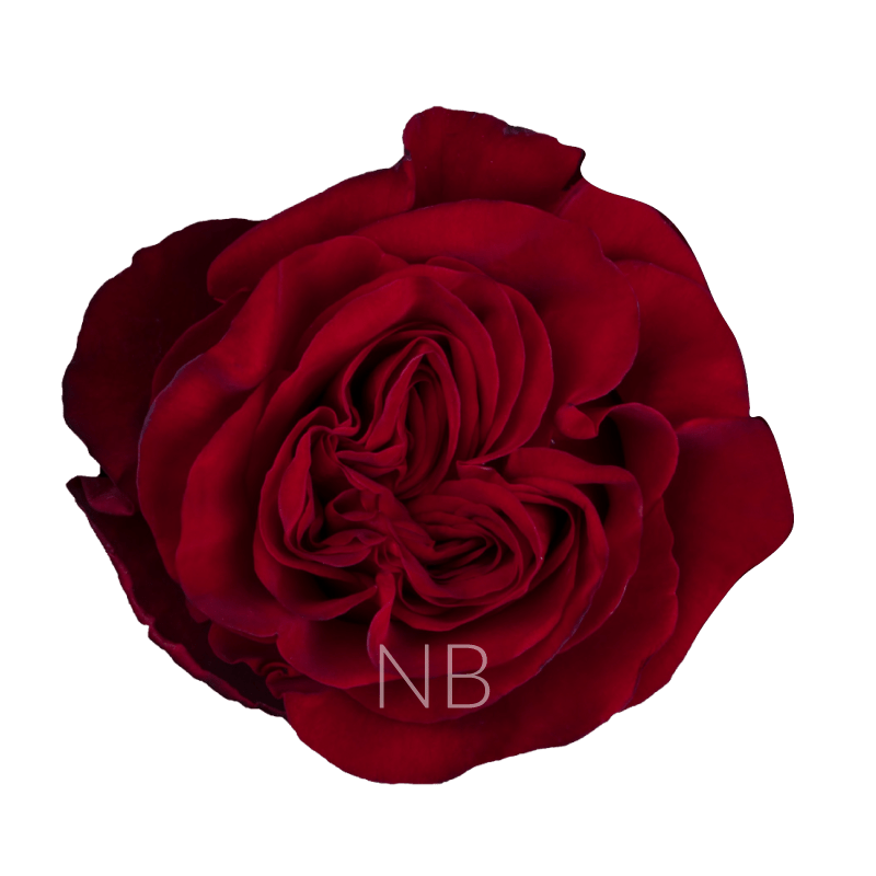 HEARTS RED ROSE 40 CM