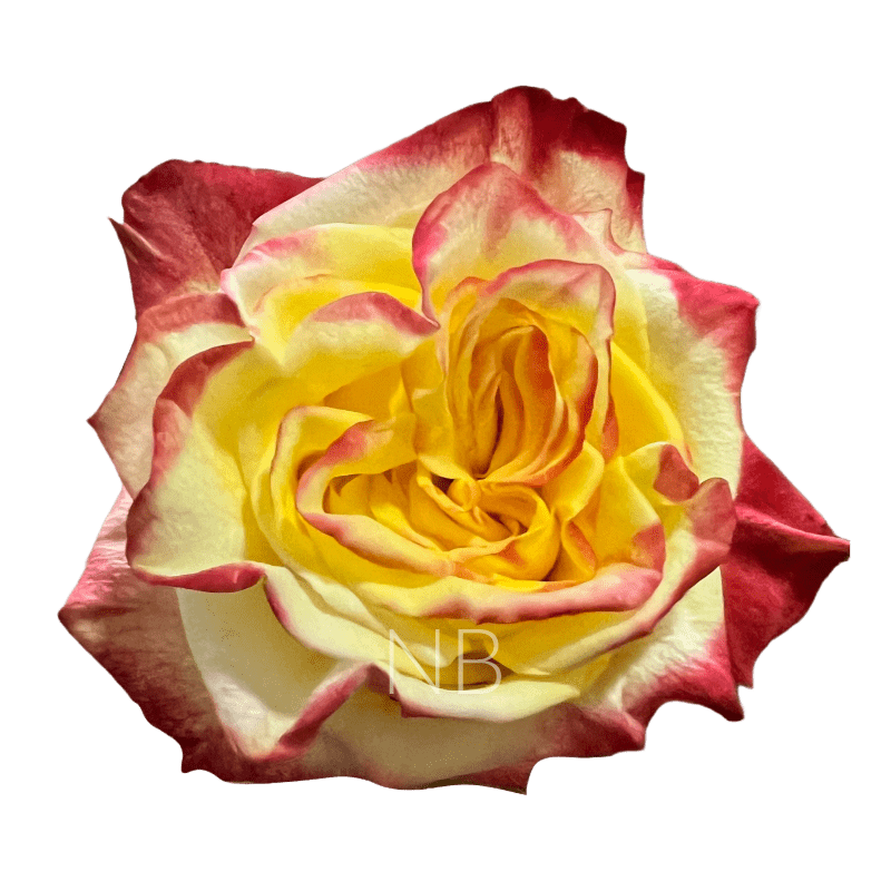 HIGH & FLAME BICOLOR R/Y ROSE 40 CM