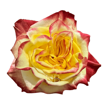 compare product HIGH & FLAME BICOLOR R/Y ROSE 50 CM