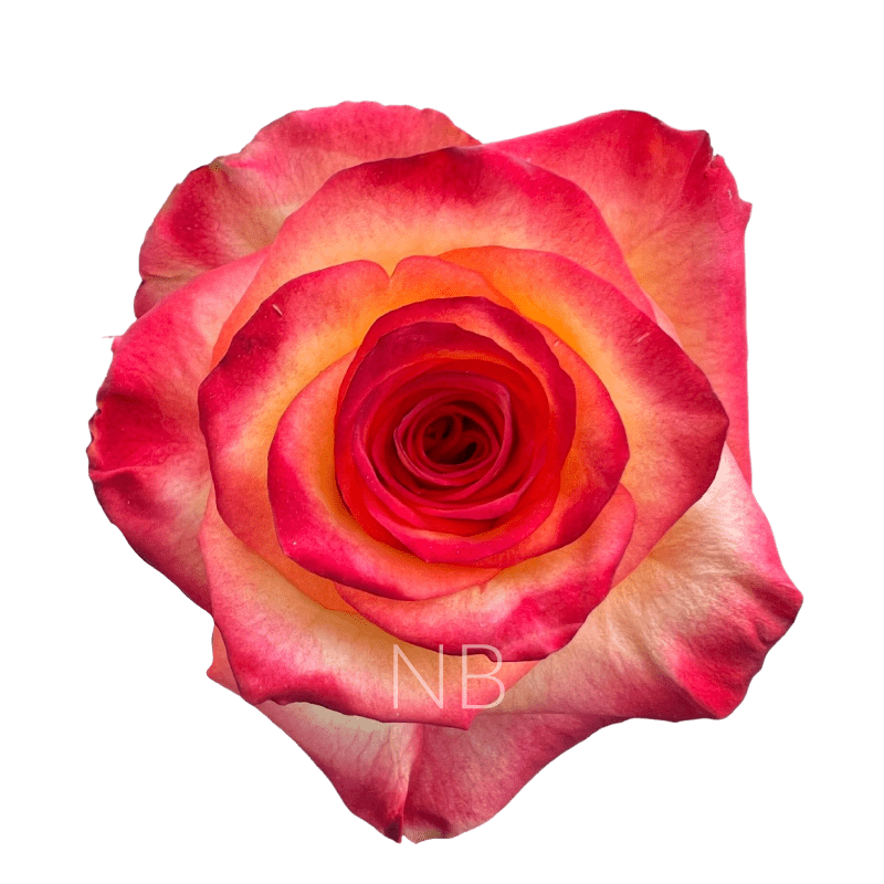 HIGH & MAGIC BICOLOR R/Y ROSE 50 CM