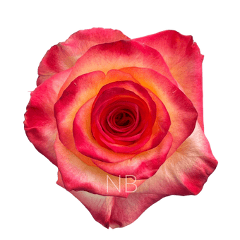 compare product HIGH & MAGIC BICOLOR R/Y ROSE 50 CM