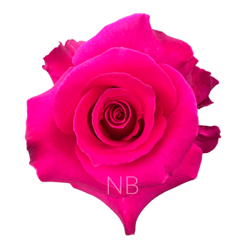 compare product HOT LADY HOT PINK ROSE 40 CM