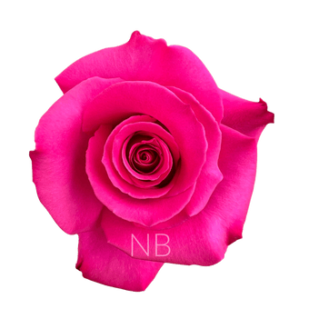 compare product HOT PRINCESS HOT PINK ROSE 50 CM