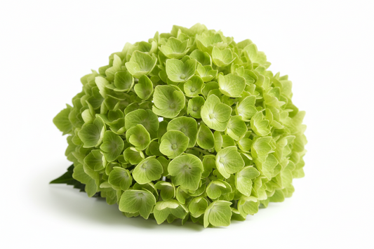 Hydrangea Mini Green