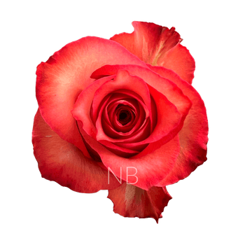 compare product IGUANA BICOLOR ROSE 70 CM