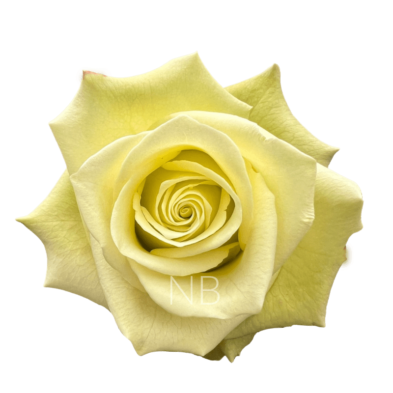 JADE GREEN ROSE 40 CM