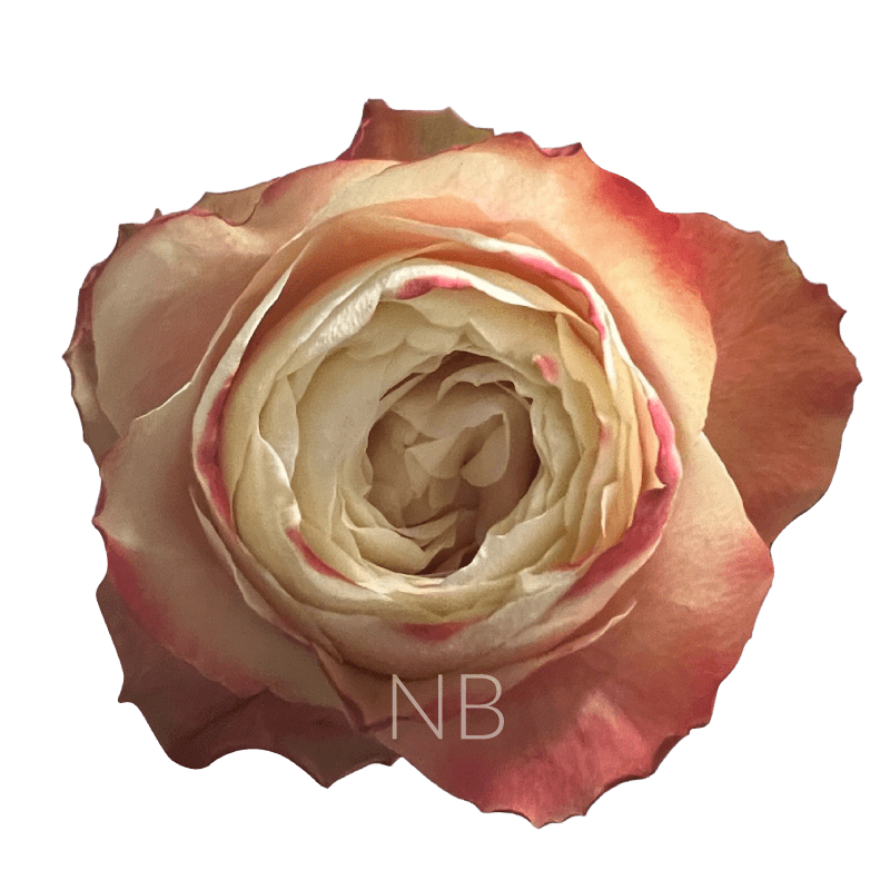KARMA BICOLOR ROSE 60 CM