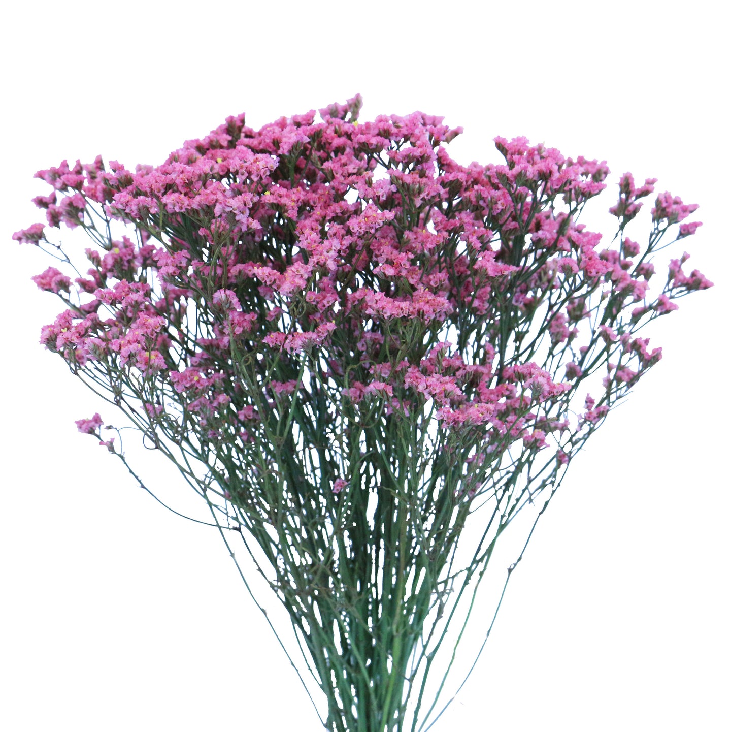 limonium-pink.jpg