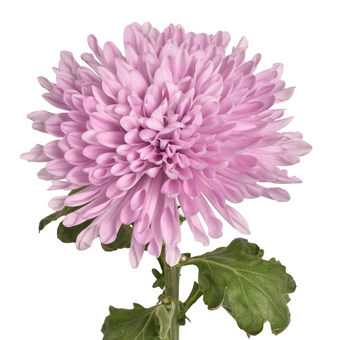 compare product Super Mums Lavender