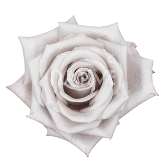 compare product MENTA LAVENDER ROSE 50 CM