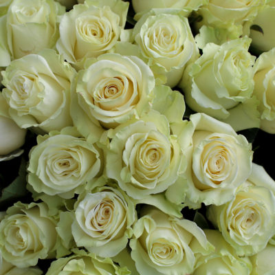Color Roses Mondial Cream 60 Cm