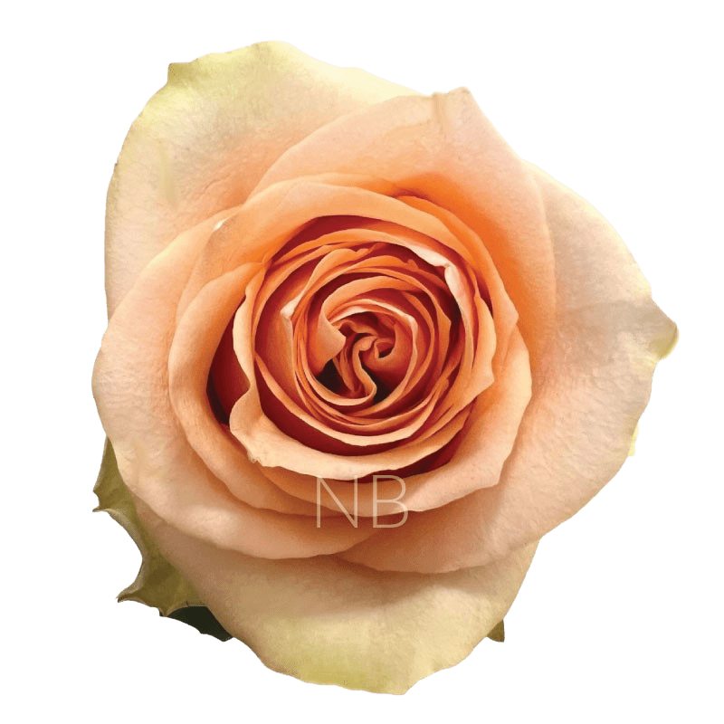 NECTARINE PEACH ROSE 60 CM