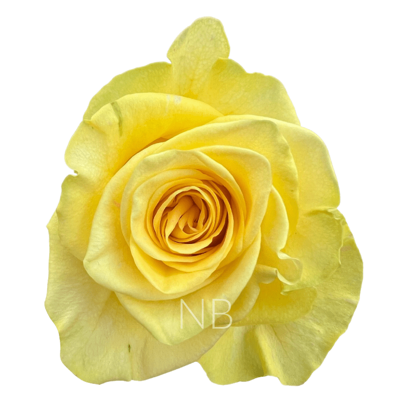 NEW YELLOW YELLOW ROSE 50 CM