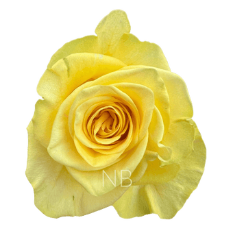 compare product NEW YELLOW YELLOW ROSE 50 CM