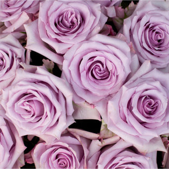 compare product Color Roses Ocean Song Lavender 60 Cm