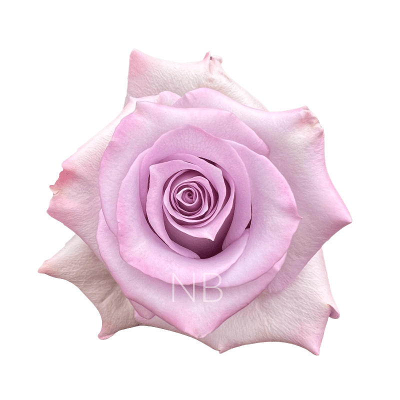 OCEAN SONG LAVENDER ROSE 60 CM