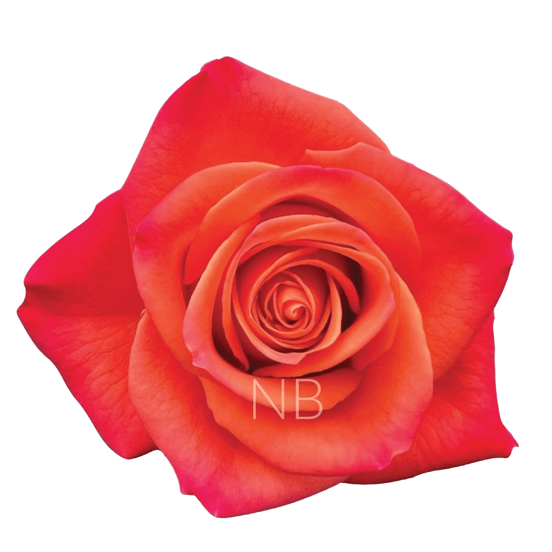 ORANGE CRUSH ORANGE ROSE 50 CM