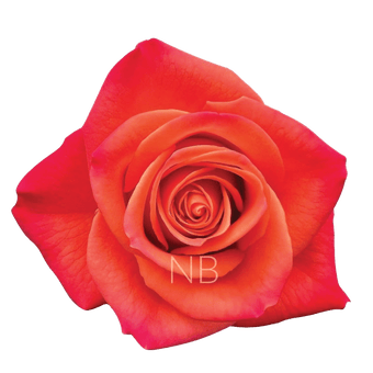compare product ORANGE CRUSH ORANGE ROSE 50 CM