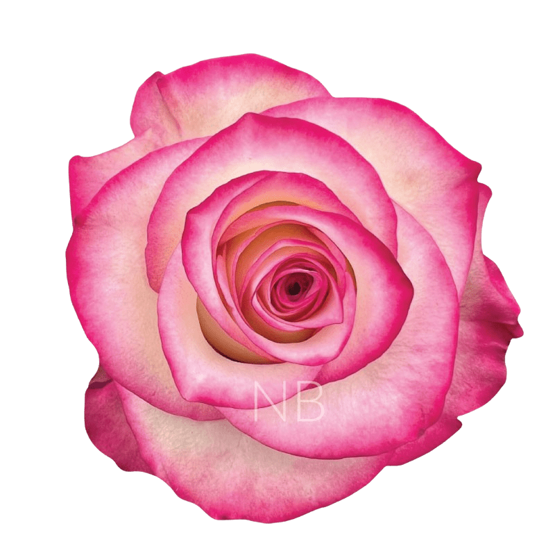 PALOMA BICOLOR W/R ROSE 40 CM