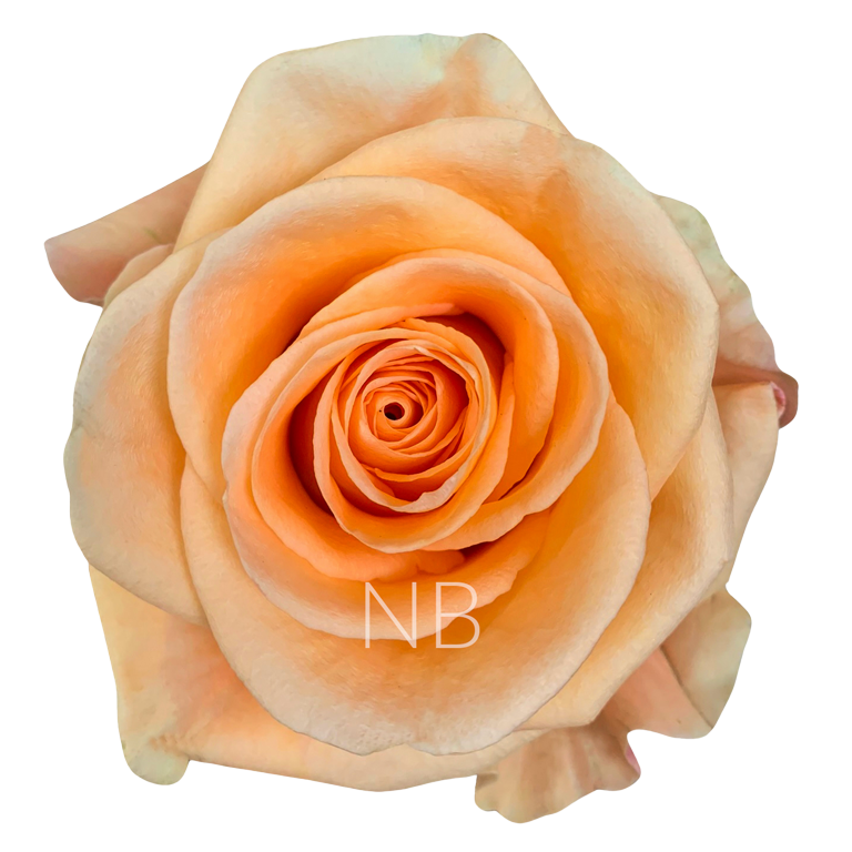 PEACH WAVE PEACH ROSE 60 CM