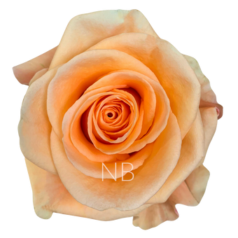 compare product PEACH WAVE PEACH ROSE 60 CM