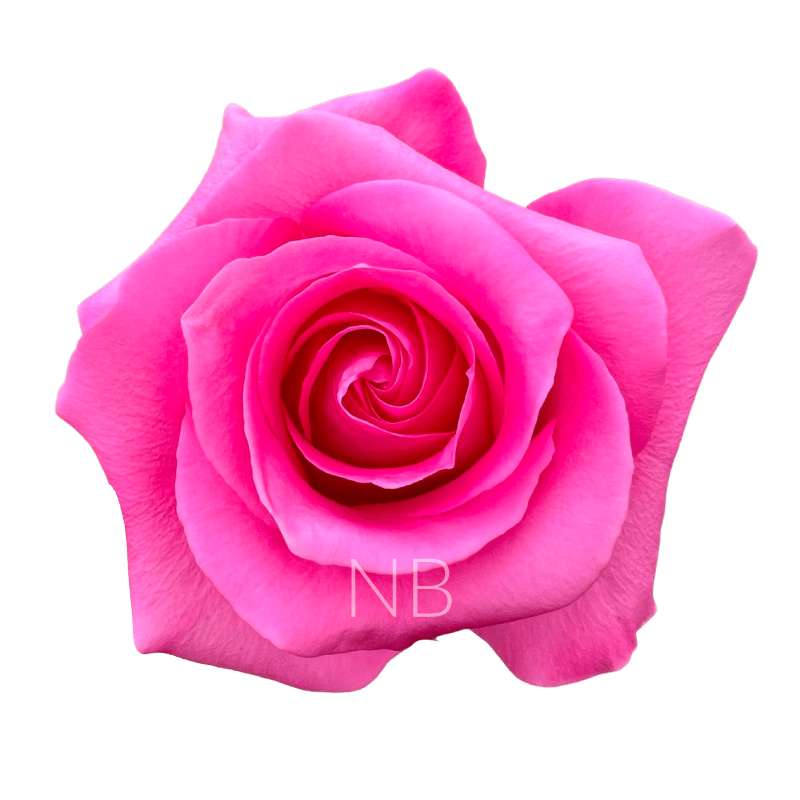 PINK MARTINI HOT PINK ROSE 70 CM