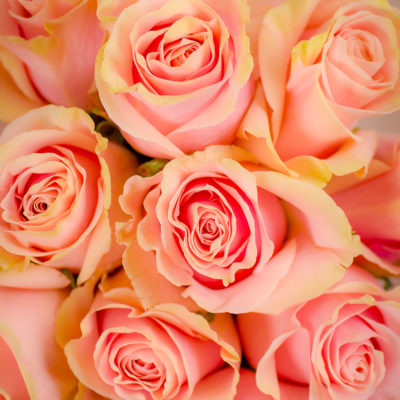 Color Roses Pink Mondial Pink Light 60 Cm