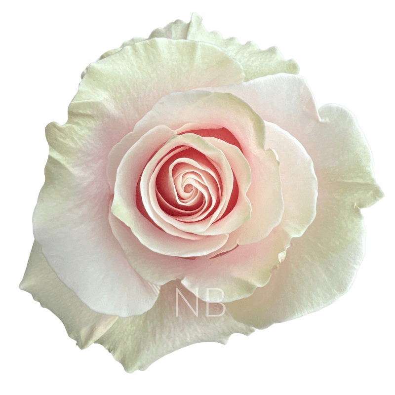 PINK MONDIAL LIGHT PINK ROSE 70 CM