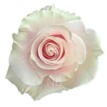 compare product PINK MONDIAL LIGHT PINK ROSE 70 CM