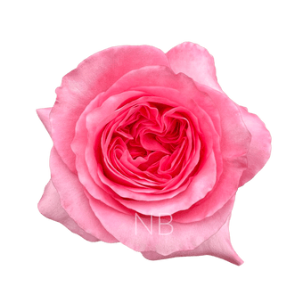 compare product PINK X-PRESSION HOT PINK ROSE 40 CM