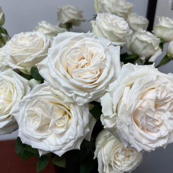 compare product Color Roses Playa Blanca White 60 Cm