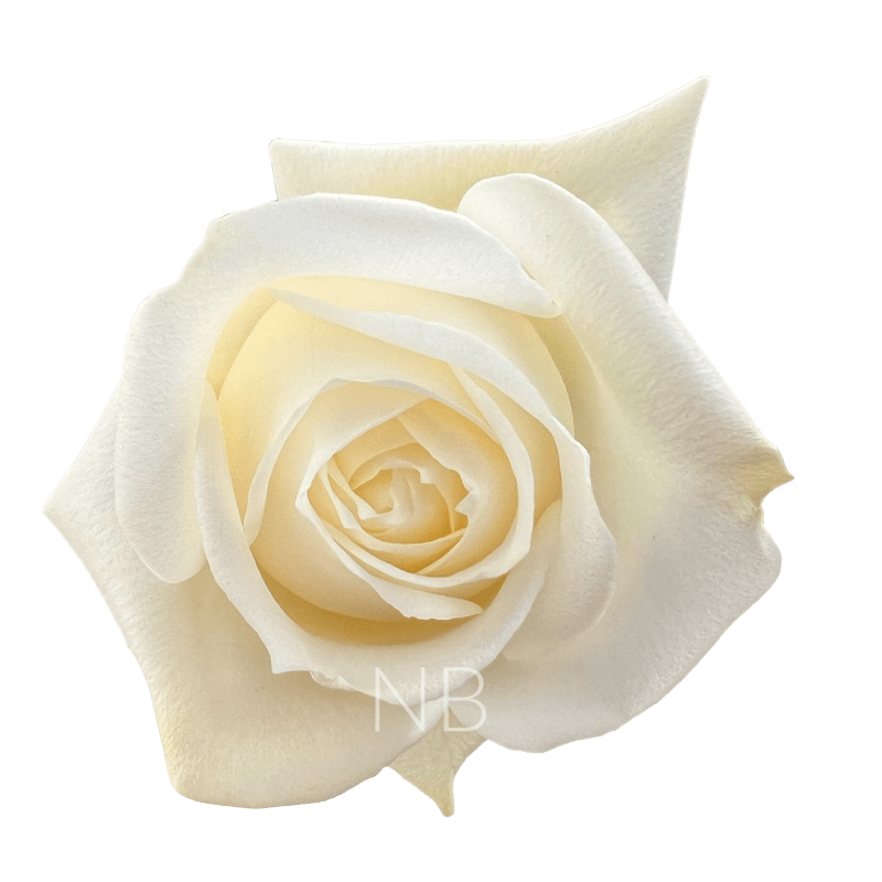 POLO WHITE ROSE 40 CM