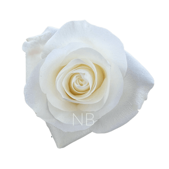 compare product PROUD WHITE ROSE 40 CM