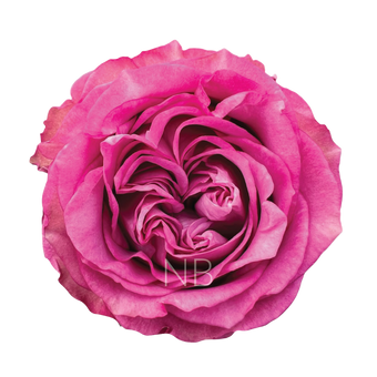 compare product QUEEN'S CROWN LAVENDER ROSE 40 CM