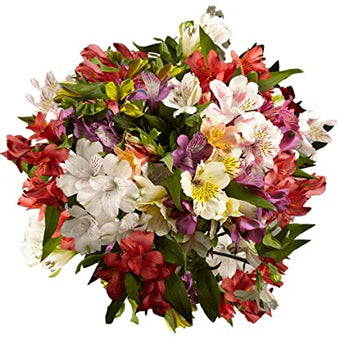 compare product Alstroemeria Fancy Assorted
