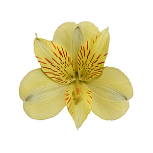 compare product Alstro Cheescake Super Select