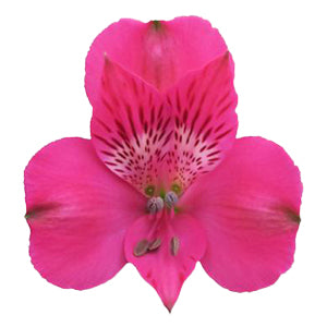 compare product Alstro Hot Pink Super Select