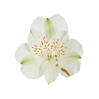 compare product Alstro White Ds Super Select