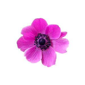 Anemone Hot Pink Fancy