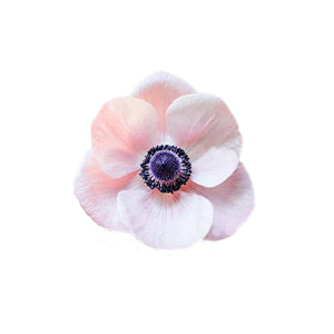 compare product Anemone Light Pink Select