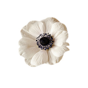 Anemone White Fancy