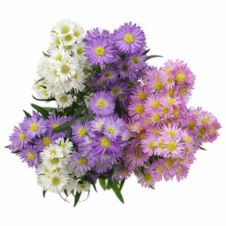 compare product Aster Carnival Assorted 80cm